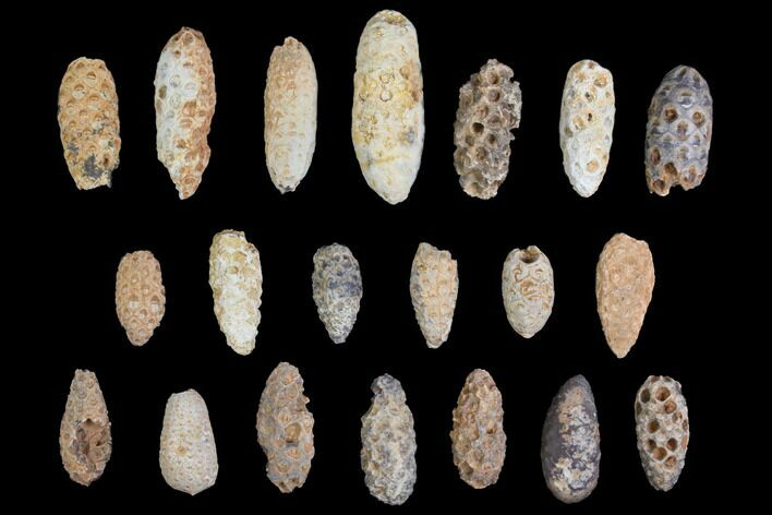 Lot: Fossil Seed Cones (Or Aggregate Fruits) - Pieces #148844